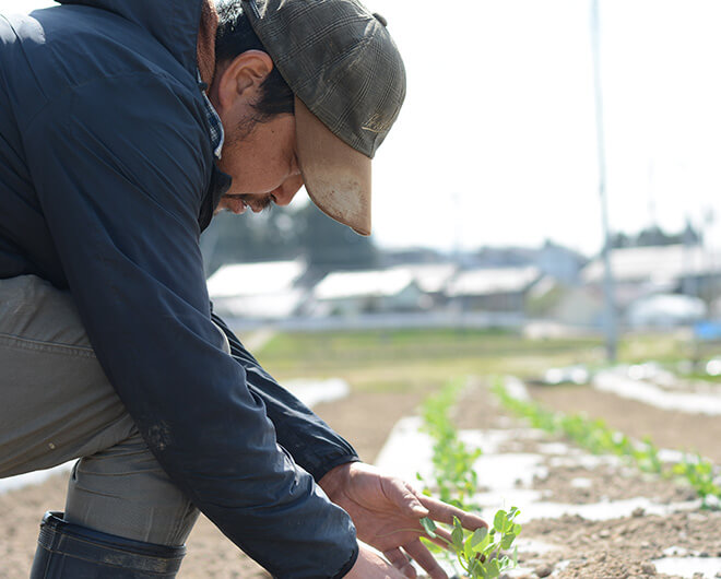 自社栽培の野菜