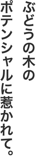 ぶどうの木のポテンシャルに惹かれて。