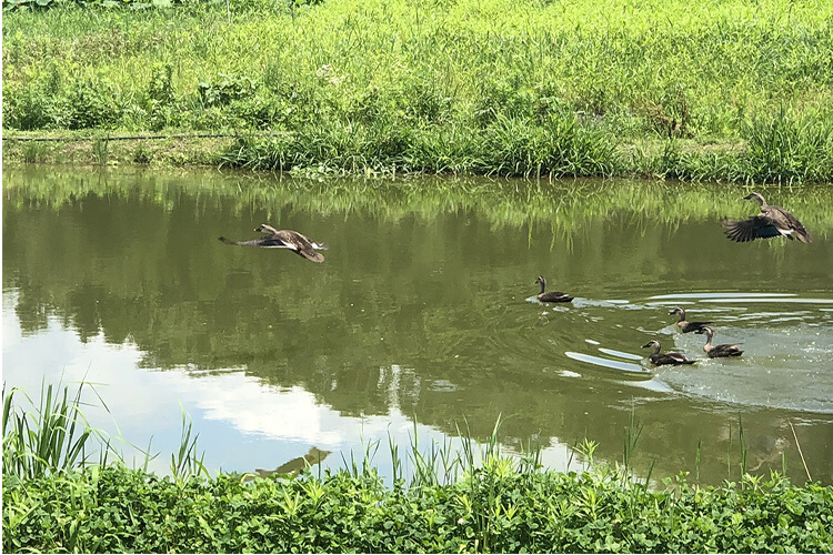 緑の里に浮かびあがった皿の楽園。