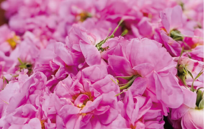 ヤチのダマスクローズ